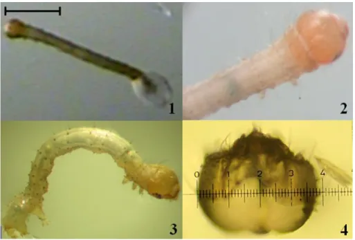 Figura 15. 1: Larva saliendo del huevo (escala 1mm); 2-3: Larva neonata o LI; 