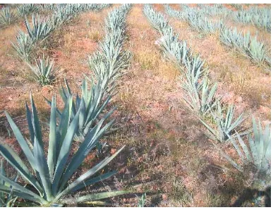 Figura 1.1 Siembra de Agave. 