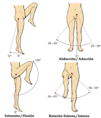 Fig. 2.23. Capacidades de amplitud de los Movimientos Presentes en la cadera 