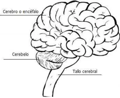 Fig. 1.3 Esquema básico del cerebro humano 