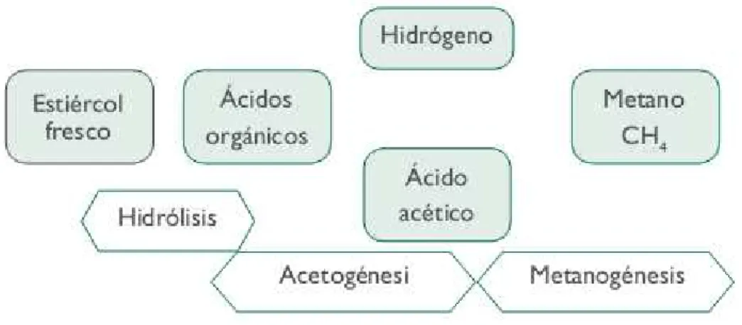 Figura 3.1.1.1. Proceso biológico que sucede en el interior de los biodigestores 