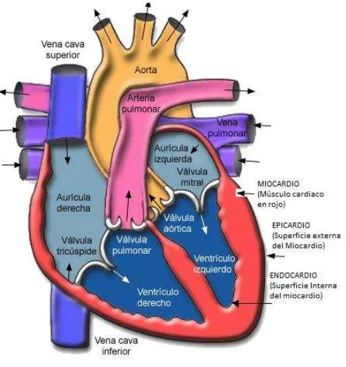 fig. 5 Estructura del corazón