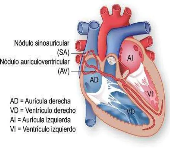 fig. 8   Aurícula y ventrículo del corazón 