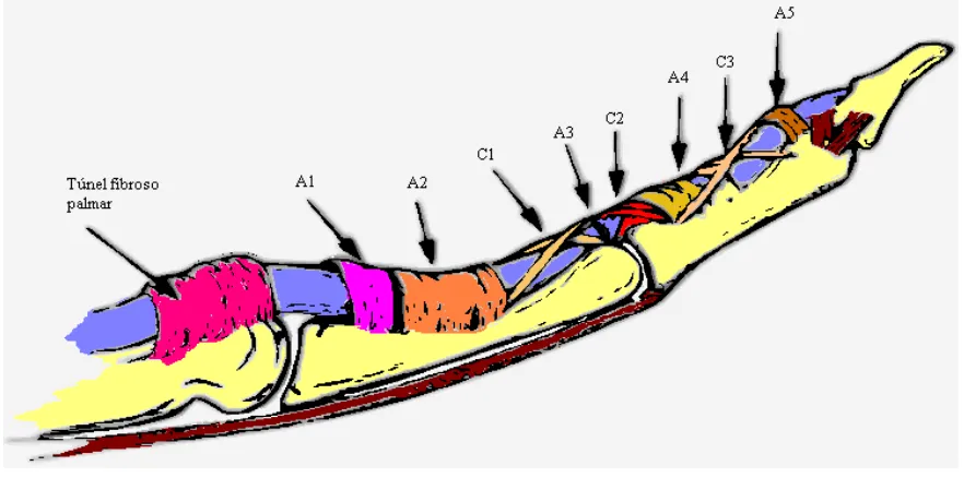 Figura 2.6.- Vainas fibrosas de los tendones flexores (Nordin and Frankel, 2004)  