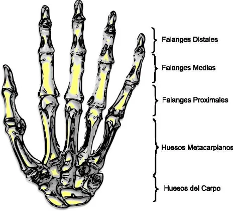 Figura 2.12.-  Arcos formados por los músculos intrínsecosdurante  el reposo de la mano