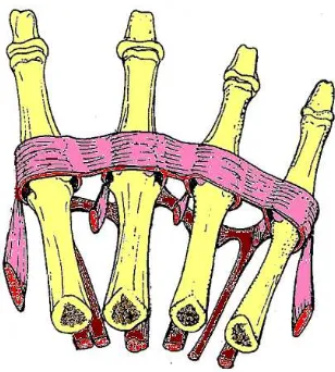 Figura 2.14.- Movimientos requeridos para realizar la oposición del pulgar con respecto a la palma