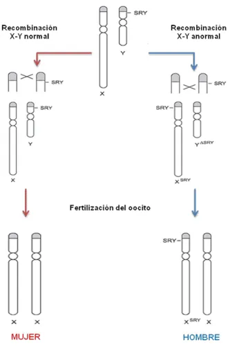 Figura 2. Reversión sexual en humanos causada por recombinación X-Y anormal.