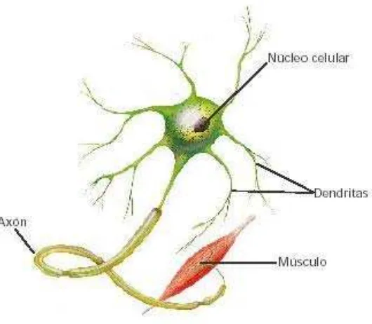 Figura 3.2: Neurona biológica. 