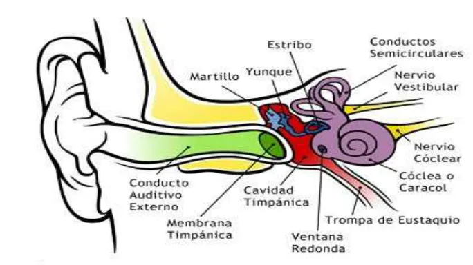 Fig. 1.1. Elementos principales del oído humano 