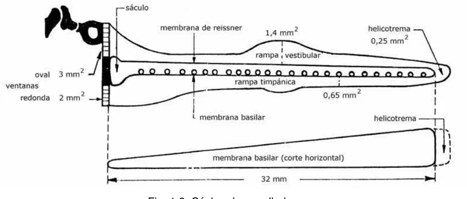 Fig. 1.2. Cóclea desenrollada 