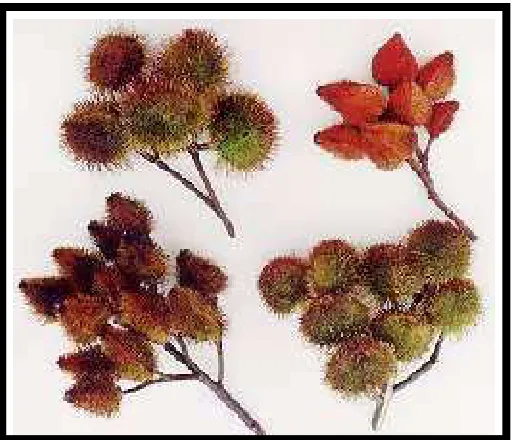 Fig. 4 Racimo de achiote