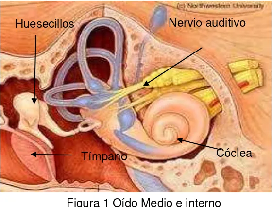 Figura 1 Oído Medio e interno 