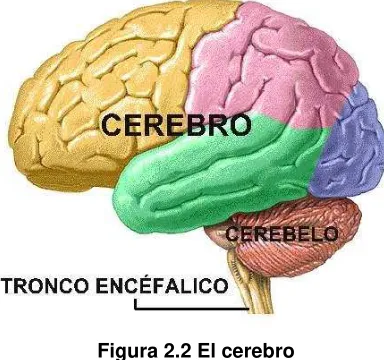 Figura 2.2 El cerebro 
