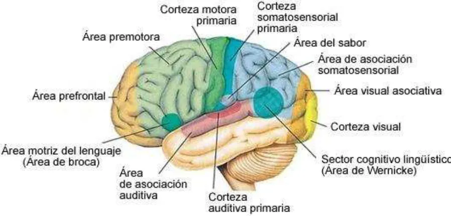 Figura 2.4 Áreas Funcionales de la Corteza Cerebral 