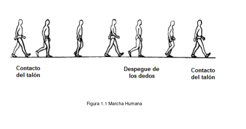 Figura 1.1 Marcha Humana 