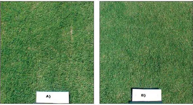 Fig. 2.2.  Fotografía aérea del experimento en el caso de estudio [3]. A) Textura del suelo (pasto) aplicando el  método de calendario de riego