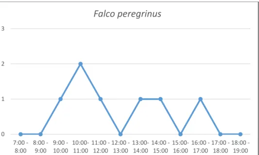 Fig. 23: Abundancia máxima de la especie F. peregrinus en cada franja horaria 