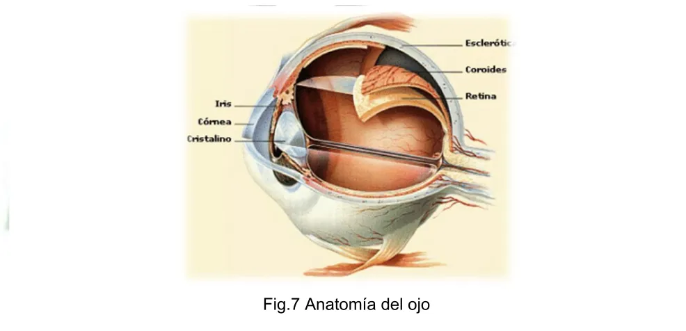 Fig.7 Anatomía del ojo 