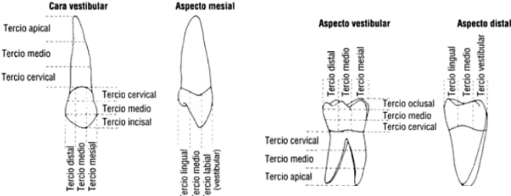 Figura 2.6  División en tercios de un diente [2.1].  2.3.6 RASGOS ANATÓMICOS 