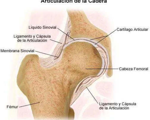 Figura I. 2 Articulación de la cadera. 