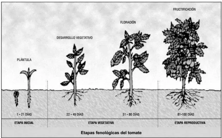 Fig 2.1 Ciclo de vida vegetal.  