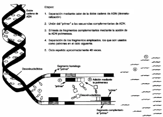 Figura 2. Esquema de un análisis RADP 