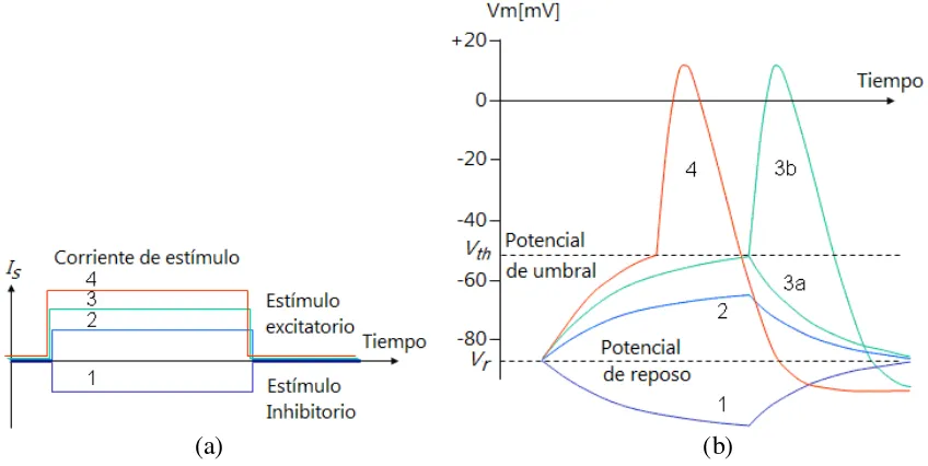 Figura 1.3 Cambios de potencial de la membrana. (a) Corriente de estímulo. (b) Respuesta al estímulo