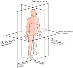 Figura 2. 4. Plano Coronal del modelo.