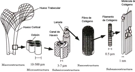 Figura 1.1: Jerarqu´ıa Estructural del Hueso (Rho JY, y cols. Medical Engineering & Physics, 1998