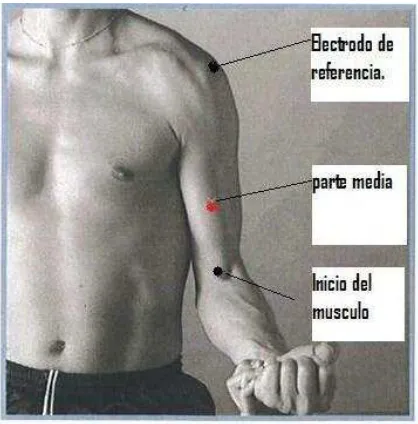 Figura 3.6 Bícep Braquial.