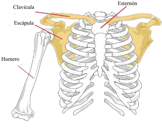 Figura II.3.- Anatomía del hombro