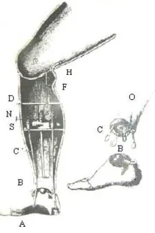 Figura I.9.- Pierna Selphe [I.5] 