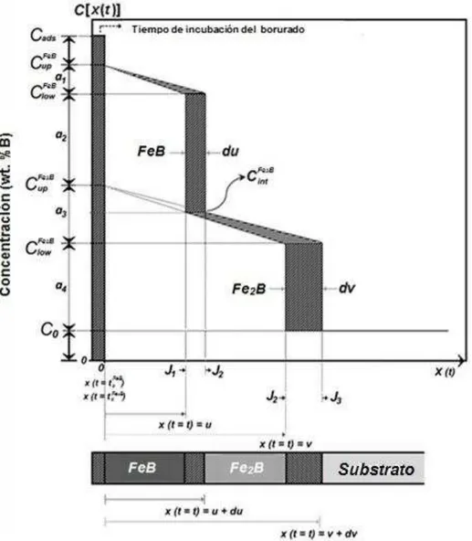 Figura 2.1 Representación esquemática de los perfiles de concentración de boro en las capas FeB y Fe 2 B