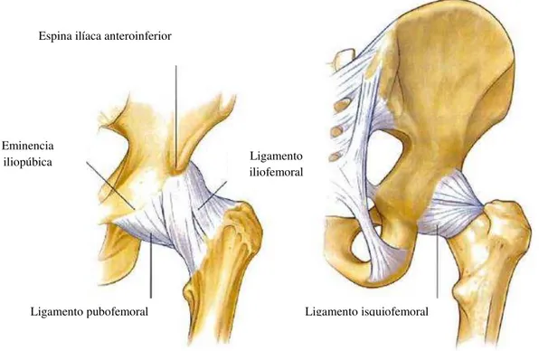 Figura II.20.- Vista anterior de los ligamentos iliofemoral y pubofemoral (izquierda)