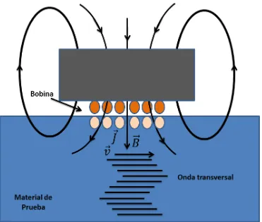 Figura 1.2: EMAT que genera ondas transversales en el material de prueba. Las lineas de ﬂujodel campo magnético estático son normales a la muestra.