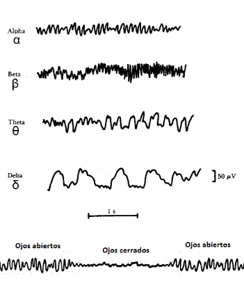 Figura 1.7 Ritmos normales en un EEG [4]. 