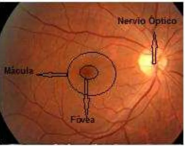 Figura 1. Fondo de ojo normal. Imagen tomada del Banco de Imágenes del Sistema 