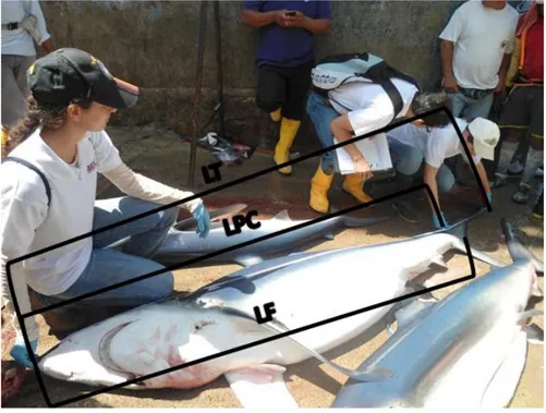 Figura 1. Medición de longitud total, furcal y precaudal del tiburón azul. 