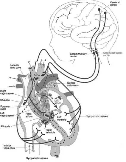 Figura 6.  Sistema Nervioso Central: Control de la frecuencia cardiaca fetal. 