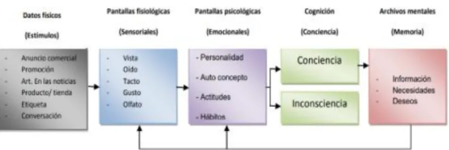 Gráfico 01 : Modelo del proceso de percepción del consumidor. 