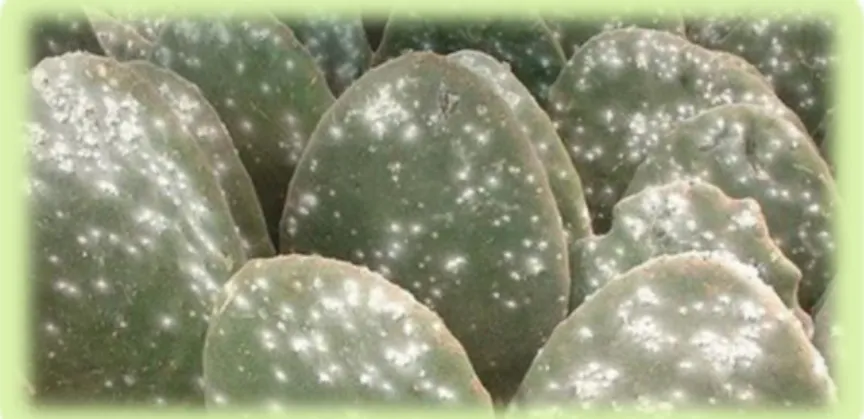 Figura 4: Planta de Tuna