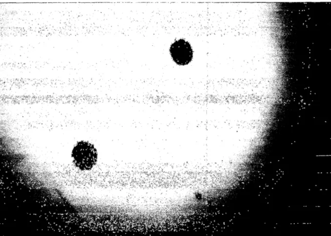 Figura  Na  08. Observación microscópica  del embrión en  fase mórula (32 células blastoméricas) 