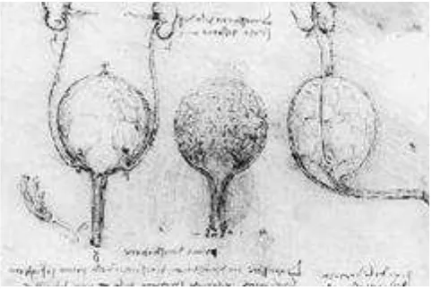 Figura 1. Sistema urinario, dibujo de Leonardo Da Vinci (1508 d.C) .  