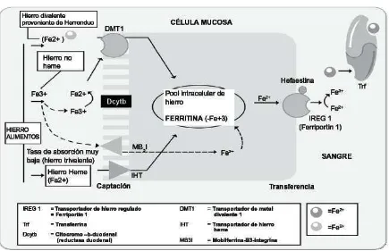 Figura 2. Mecanismo de absorción del hierro  