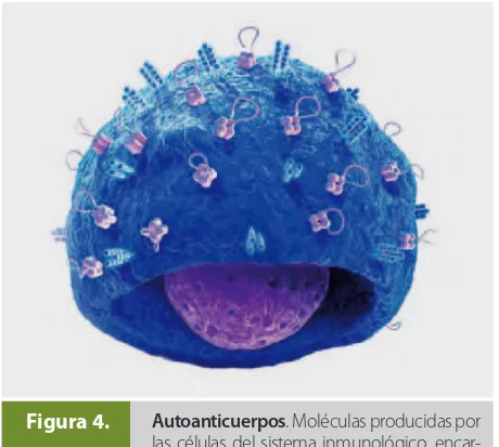 Figura 4.Autoanticuerpos. Moléculas producidas por gados del daño a los diferentes órganos en pacientes con enfermedades autoinmunes