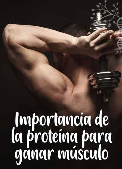 Importancia De La Proteína Para Ganar Músculo El Entrenamiento Regular Y Una Alimentación 5102