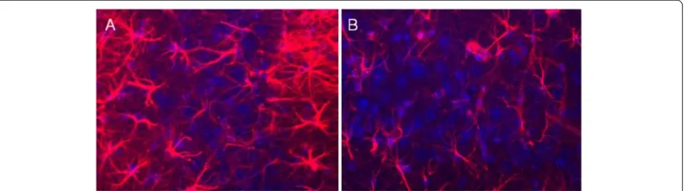 Figure 4 Increased brain inflammation (astrocyes) in 16/6-Id mice in the hippocampal region (CA3)