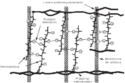 Figura  2:  Modelo  de  la  interacción  de  los  componentes  de  la  pared  celular.Las  barras  paralelas  representan  fibras  de  celulosa  entrelazadas por las cadenas de hemicelulosa (unida entre si  por  puentes  diferúlicos)  y  proteinas  estruct