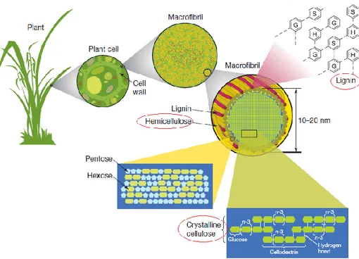 Figura 4:  Estructura  de  la  lignocelulosa,  La  celulosa,  la  hemicelulosa  y  la  lignina  forman  estructuras  llamadas  microfibrillas, organizadas en macrofibras que regulan  la estabilidad de la pared celular de las plantas  