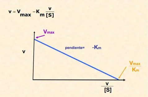 Figura 9:Representación de Eadie-Hofstee de la velocidad frente  al cociente V/[S] 
